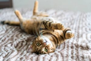 Cats with hearing loss