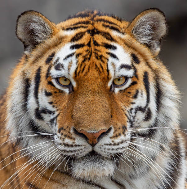 Close up of a tiger