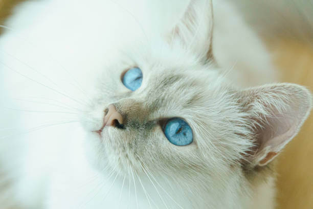 White cat with blue eyes